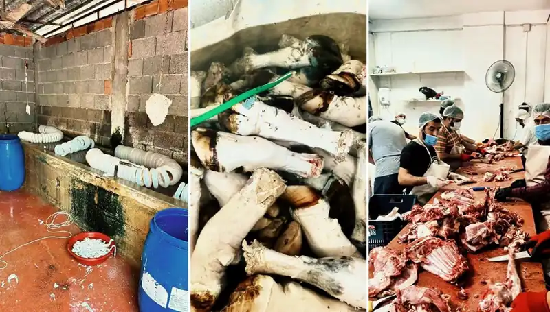Adana’da Çürümeye Terk Edilmiş Yüzlerce Kilo Paça Ele Geçirildi!