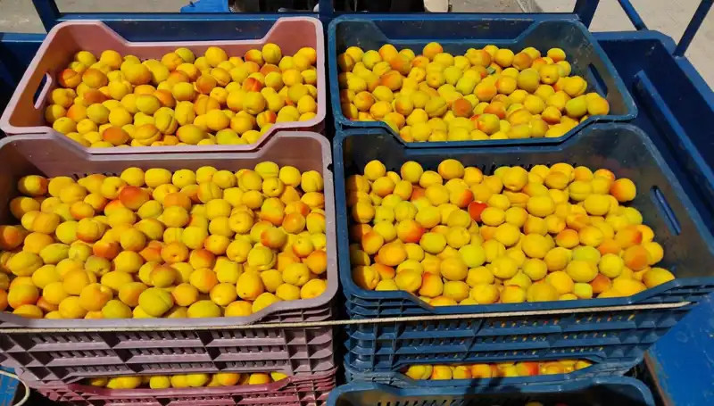 İlk Hasat Heyecanı: 500 TL'den Değer Buldu!