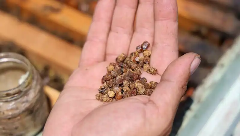 Gelişen Bilimle Değeri Artan Besin: Eskiden Atılan Şimdi 3 bin TL!