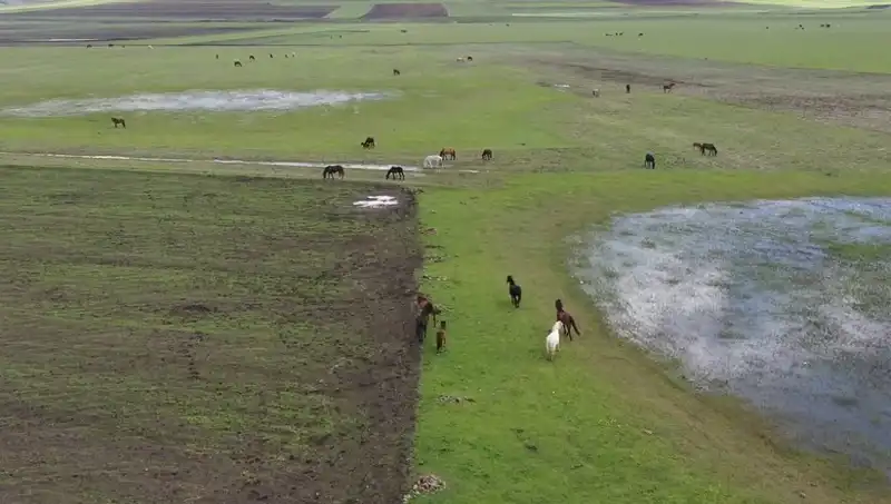 Kars'ın Doğasında Yılkı Atları: Doğanın Sırrı ve Güzellikleri