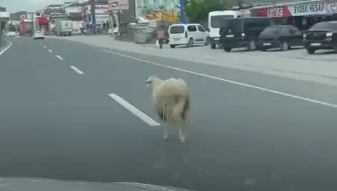 Yalova'da Kaçan Kurbanlık Hayvanlar, Trafiği Felç Etti
