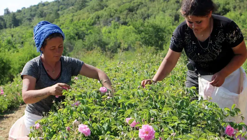 Zirai Don Felaketi: Üreticiler İçin Kötü Haber Geldi
