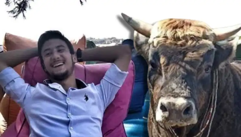 Aydın’da Güreş Boğası Hayatını Kaybetti: Olayın Arkasındaki Gerçekler Neydi?