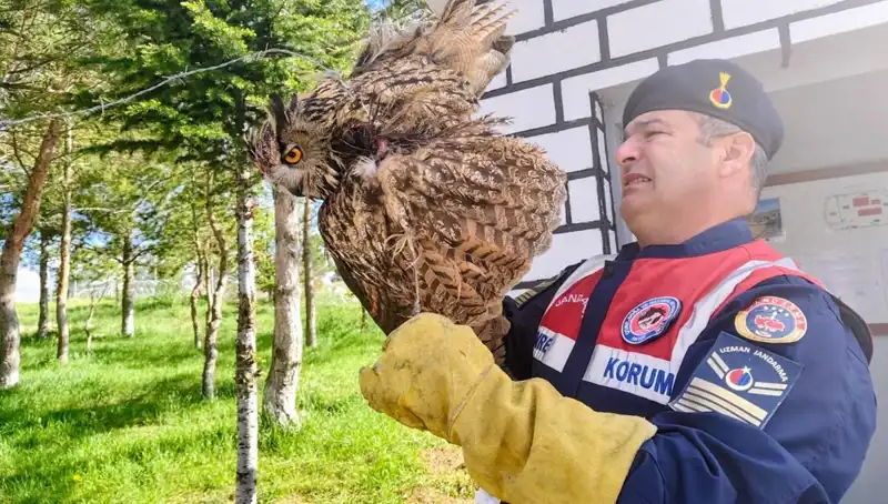 Dikenli Tellere Takılan Puhu, Hayata Döndürüldü!