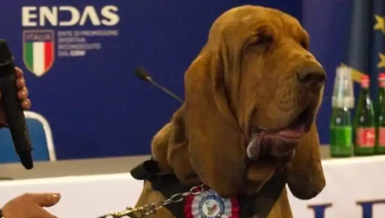 İstanbul'da Arama Köpeğine Çivili Sosisle Suikast: Olayın Arkasındaki Gizem