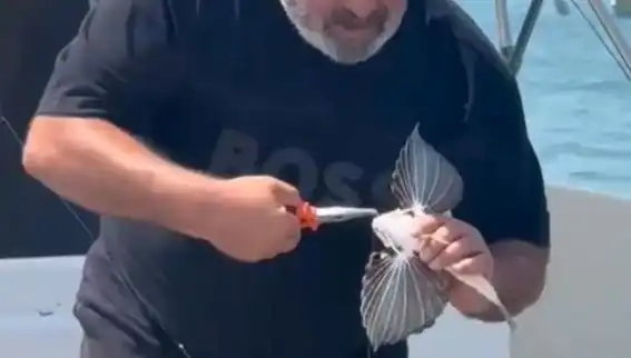 Saros Koyu'nda Eşsiz Bir Keşif: Kırlangıç Balığı Oltaya Takıldı
