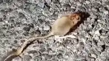 Tunceli Dağlarında Arap Tavşanı Neden Görüntülendi?