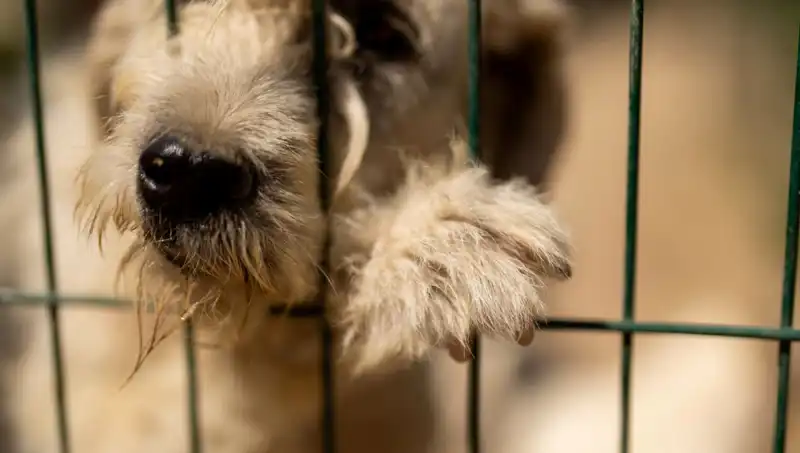 İş Stresi, Sevgili Dostlarımız Köpekleri de Etkiliyor!