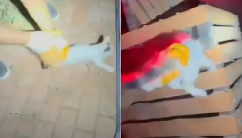 Gece Yarısı İtfaiye Ekibi Kediyi Gözyaşları İçinde Kurtardı!