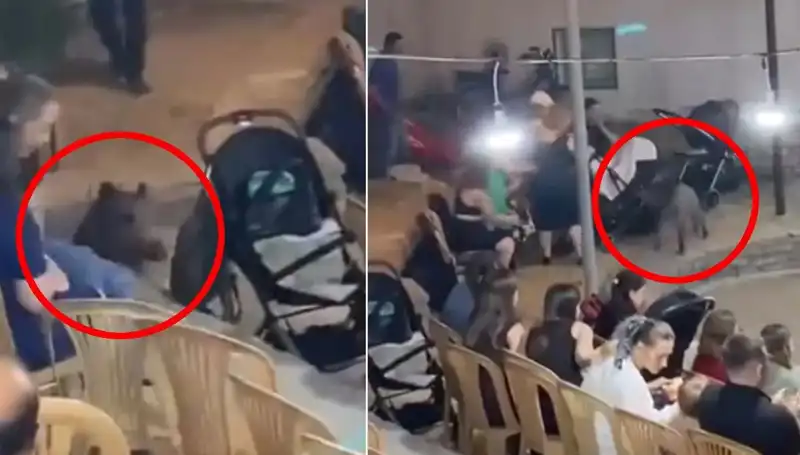 Düğün Törenine Baskın Yapan Yaban Domuzu Davetlileri Şaşkına Çevirdi