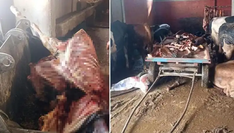 Adana’da 2,5 Ton At Eti Skandalı: 4 At Son Anda Kurtarıldı
