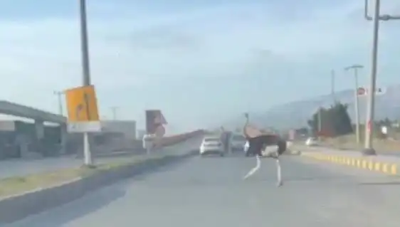 Hatay'da Trafikte Deve Kuşu Görüntüsü Sosyal Medyayı Salladı