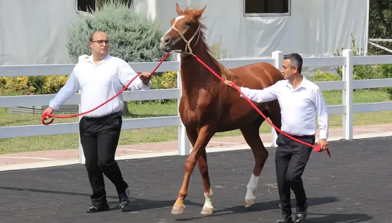 Taşkın Kral: Rekorları Alt Üst Eden Doğa Olayı!