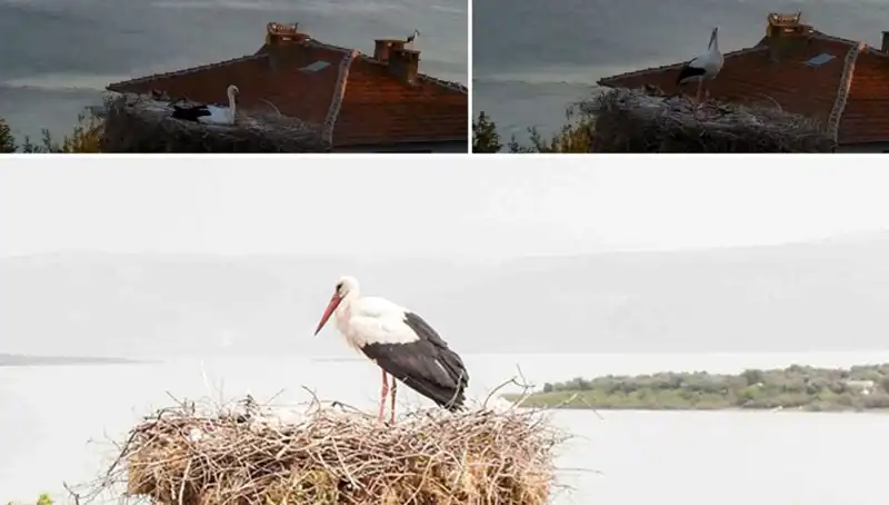 Yaren Leylek Depremi Önceden Hissetti: Doğa Mucizesi Mi?